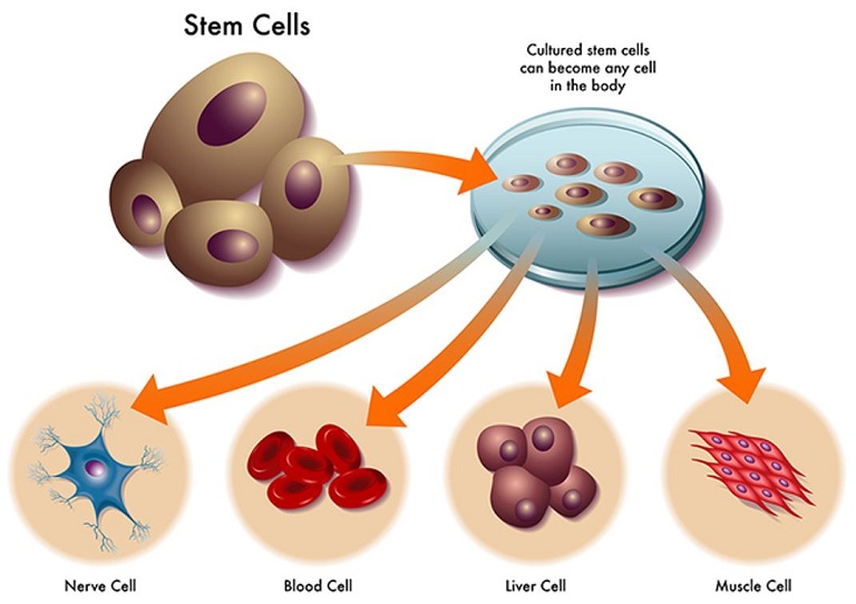 Mô phỏng tế bào gốc