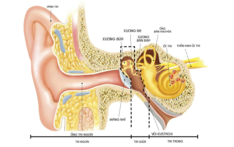 Bệnh viêm tai ngoài có thể gây ra những biến chứng nguy hiểm nếu không chữa trị kịp thời.