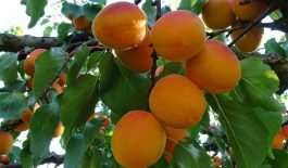 Công dụng của cây ô mai trong việc điều trị và chăm sóc sức khỏe cộng đồng