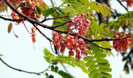Cây ô môi thường được thấy ở vùng Nam bộ. Ô môi mang đến cho chúng ta những lợi ích sức khỏe không ngờ.