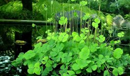 Cây rau bợ xuất hiện rất nhiều ở nước ta