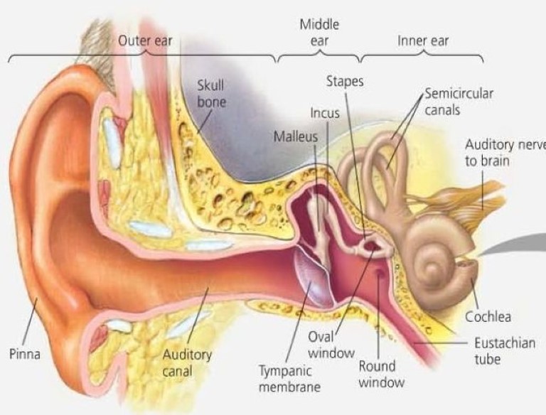 Bệnh viêm tai giữa cấp tính có các biểu hiện cơ bản như sốt, viêm họng, đau tai,...