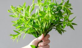 Cây rau ngổ (rau om) còn có rất nhiều công dụng cho sức khỏe mà bạn chưa biết.