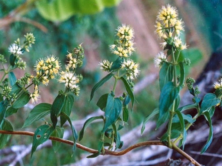 Cây dạ cẩm có tên khoa học là Oldenlandia eapitellata Kuntze