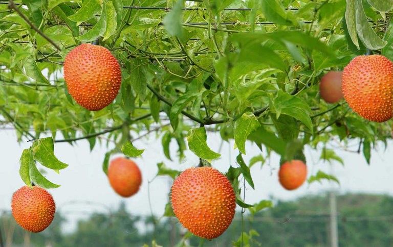 Cây gấc dễ trồng dễ bán 1 năm trồng 10 năm hái quả  Dân Việt