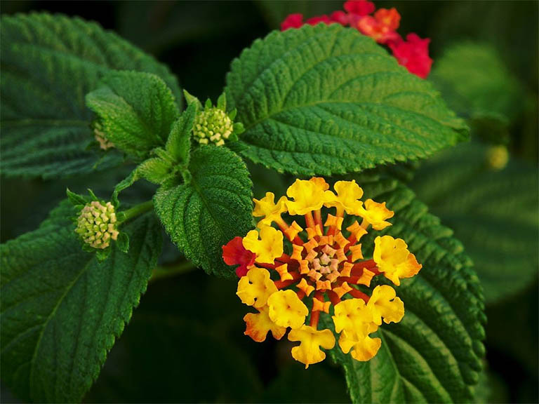 Cây hoa ngũ sắc có danh pháp khoa học là Lantana camara không có công dụng trị viêm xoang dù có cùng tên gọi