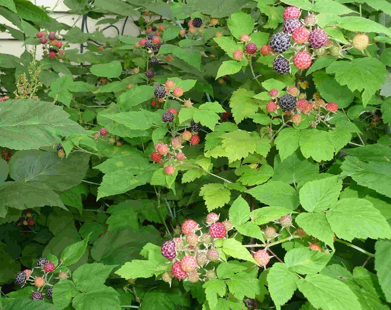 Cây mâm xôi có tên khoa học là Rubus alceaefolius Poir