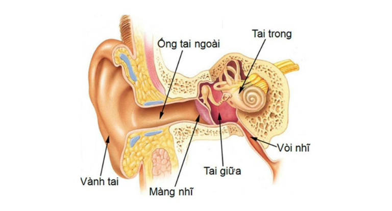 Tai giữa là khoang tai ở sau màng nhĩ.