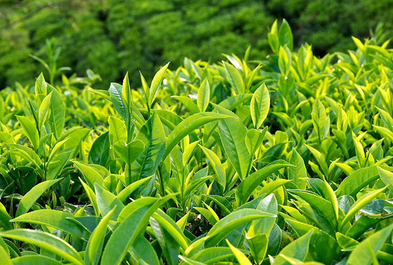Bài thuốc từ lá trà xanh chữa bệnh phong thấp theo dân gian