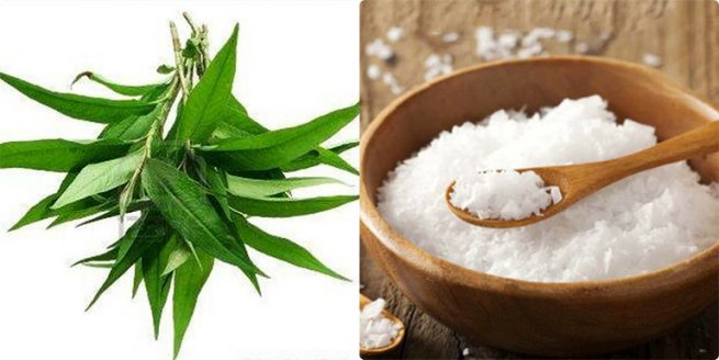 3 Mẹo chữa tổ đỉa bằng rau răm giúp giảm ngứa hiệu quả