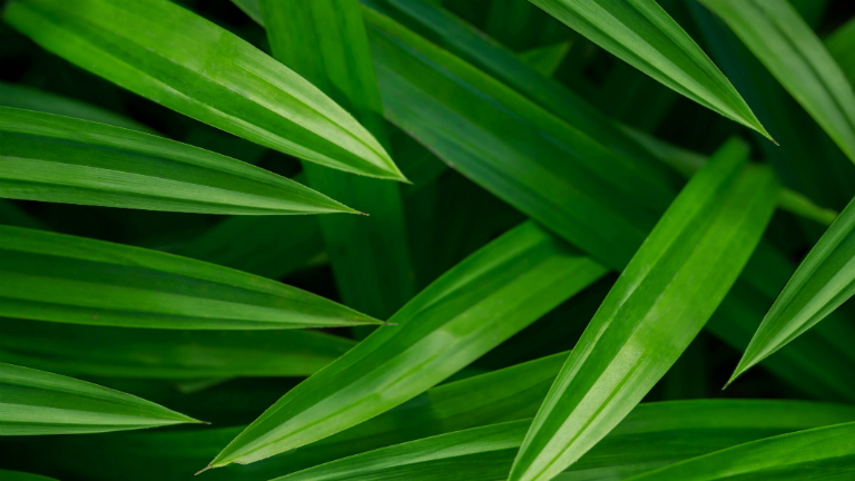 Lá dứa hay còn gọi là nếp thơm là một loại cây thân thảo, lá màu xanh lục.