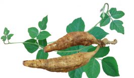 Sắn dây là loại cây leo, có rể phát triển thành củ. Trong dân gian, cây sắn dây là một loại dược liệu dùng để chữa nhiều bệnh lý.