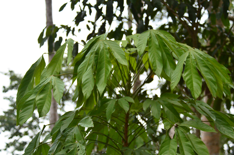 An nam tử (cây đười ươi) được trồng rất nhiều ở các tỉnh miền Nam nước ta