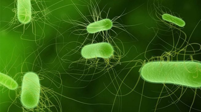 Vi khuẩn Hp có đặc điểm gì, sống được bao lâu?