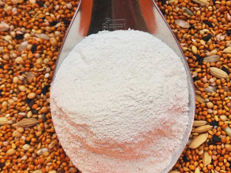 Mai mực đem tán thành bột dùng để uống giúp chữa đau dạ dày