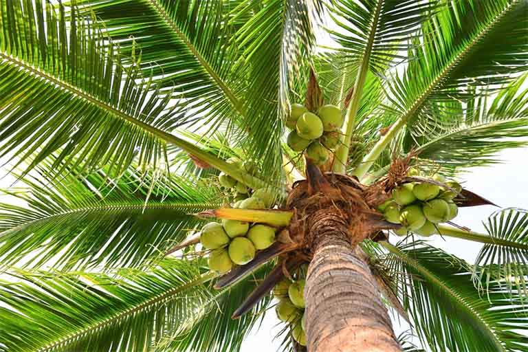 Những lợi ích của quả dừa đối với sức khỏe con người nói chung và bệnh đau dạ dày nói riêng