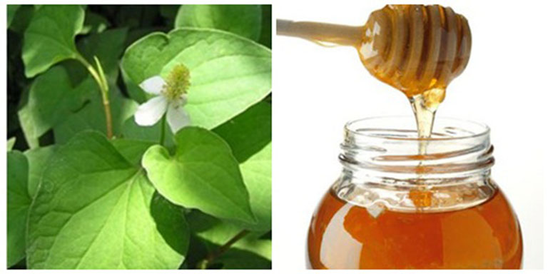 Sử dụng mật ong kết hợp với rau diếp cá điều trị viêm amidan giúp nâng cao hiệu quả mang lại