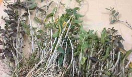Thạch hộc tía và các thông tin cần biết