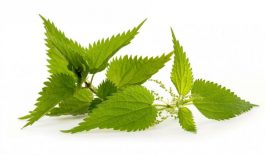 Cây nàng hai có tác dụng điều trị đau nhức xương khớp, giảm sốt,...