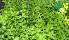Rau đắng đất chữa bệnh gì? Cách sử dụng như thế nào?