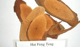 Hải phong đằng có tác dụng chữa đau nhức xương khớp, trúng phong bại liệt, đau thần kinh tọa...