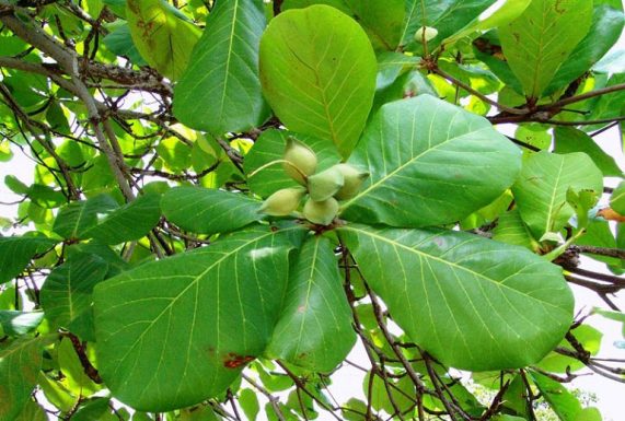 chữa viêm da cơ địa bằng lá bàng