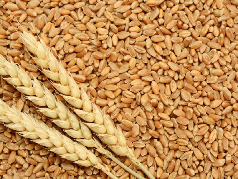 lúa mì làm tăng khả năng dị ứng
