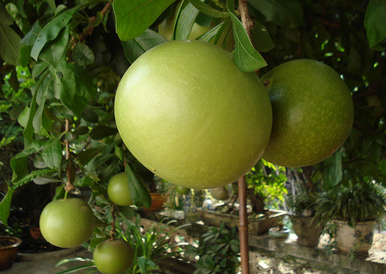 Trong quả Đào tiên tồn tại một lượng độc nhỏ, không đáng kể
