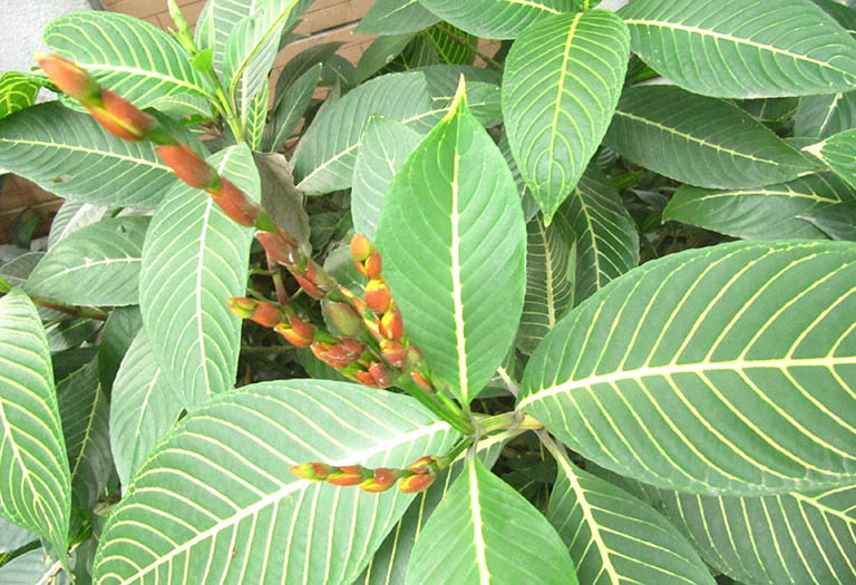 Lá và ngọn của cây Xăng sê được sử dụng để làm thuốc điều trị bệnh