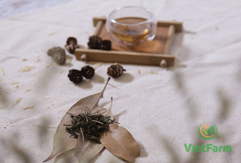 Pha trà từ cây diệp hạ châu