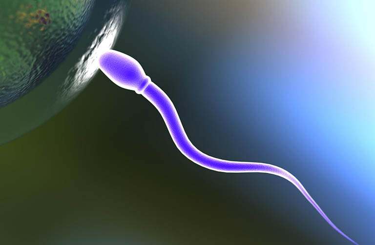 Những tinh trùng không có hoặc ít acrosome không thể định hướng, gặp và bám vào trứng, làm giảm khả năng thụ thai
