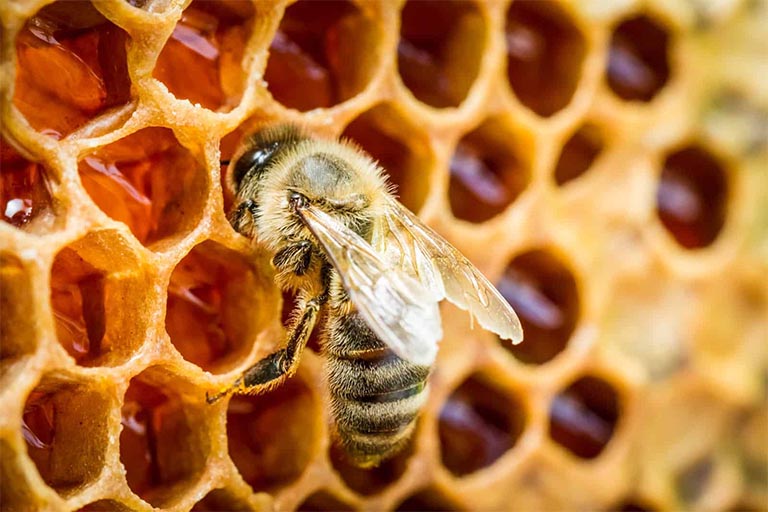 trị mất ngủ bằng mật ong
