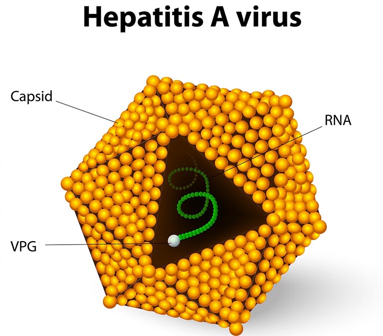 Hepatitis A Virus – HAV