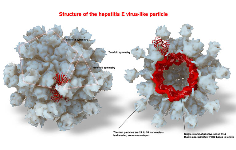 Hepatitis E virus gây viêm gan E