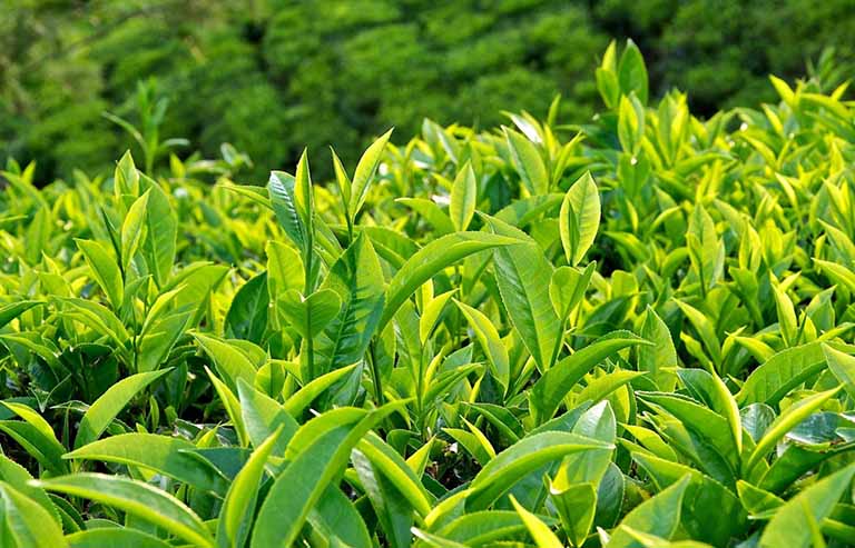 Sử dụng lá trà xanh cải thiện tình trạng viêm nhiễm phụ khoa lâu ngày