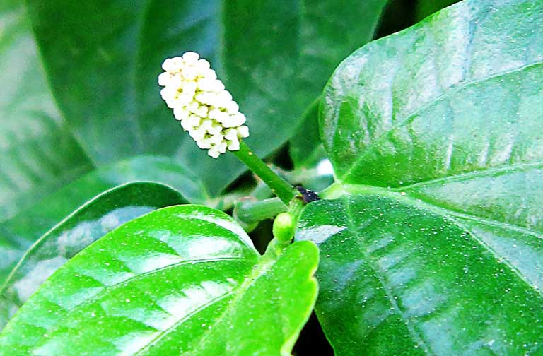 Cách sử dụng lá lốt chữa bệnh á sừng ở tay