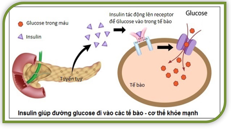 Vai trò của insulin đối với cơ thể