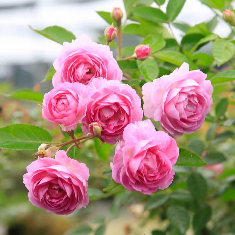 Hình ảnh trà hoa hồng nguyên bông trong thiên nhiên