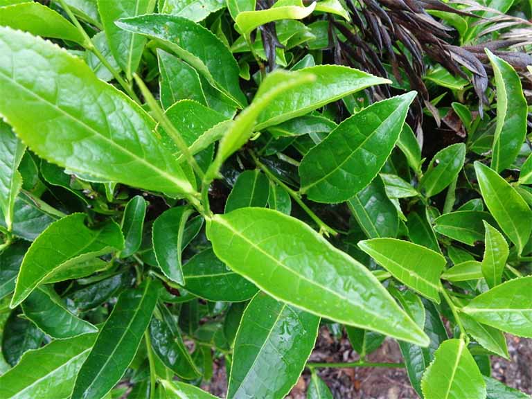 Bệnh ghẻ nước dần thuyên giảm nhờ có sự kết hợp giữa lá trầu không và lá trà xanh