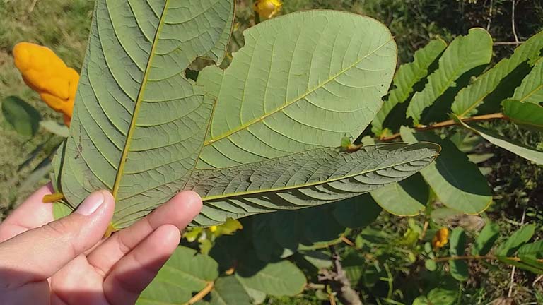 10 loại lá cây trị ghẻ ngứa hiệu quả