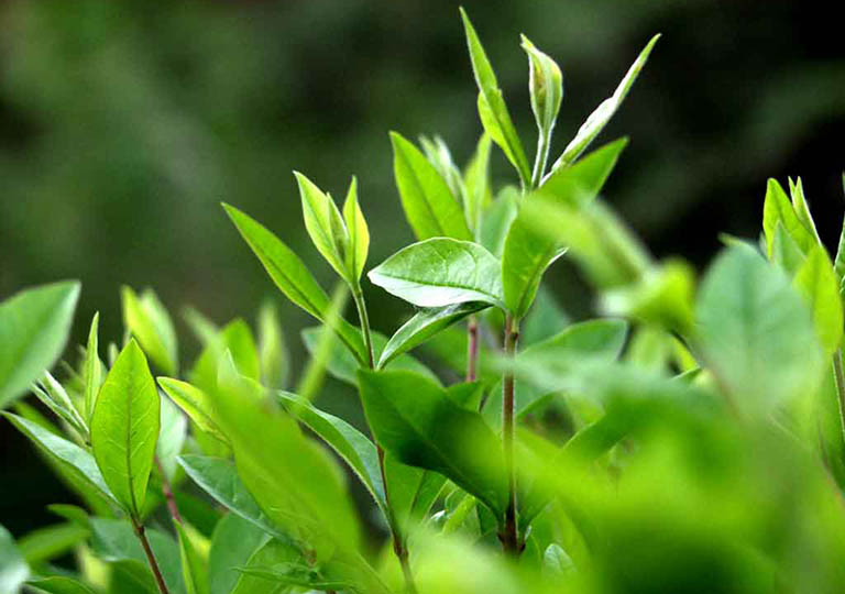 Bài thuốc xông, rửa vùng kín bằng lá trà xanh giảm khí hư bất thường