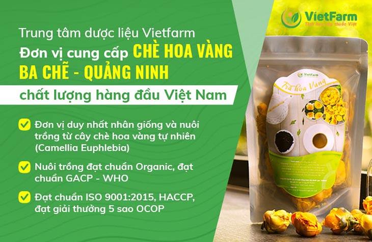 Vườn trồng trà hoa vàng đạt chuẩn GACP - WHO của Trung tâm Vietfarm tại Ba Chẽ - Quảng Ninh