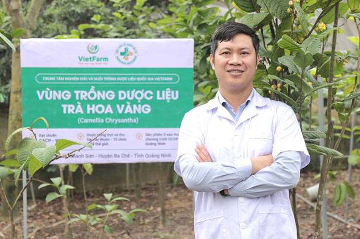 Vườn trồng trà hoa vàng đạt chuẩn GACP – WHO của Trung tâm Vietfarm tại Ba Chẽ – Quảng Ninh
