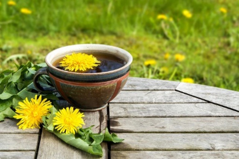 Bảo vệ gan và phục hồi chức năng gan bằng cách uống trà bồ công anh mỗi ngày