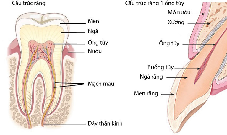 Cấu trúc của tủy răng