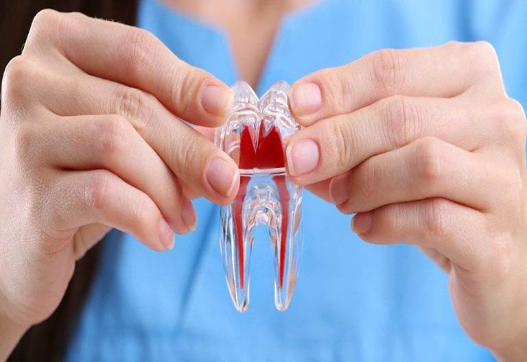 Vai trò của tủy răng