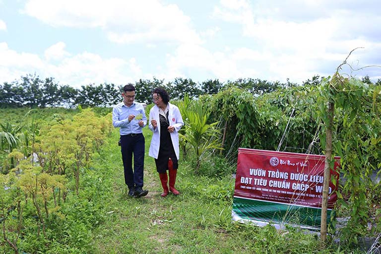Hệ thống vườn trồng dược liệu chuẩn GACP-WHO của Trung tâm Da liễu Đông y Việt Nam