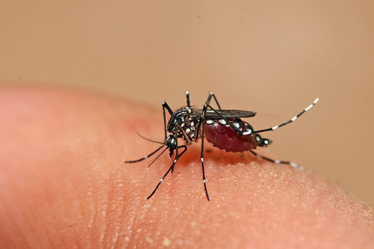 Bệnh sốt xuất huyết (Dengue) là một dạng bệnh truyền nhiễm cấp tính phổ biến hiện nay. Bệnh hình thành do sự tấn công của virus Dengue vào cơ thể thông qua vật trung gian truyền bệnh là muỗi vằn. Đây là một bệnh lý nguy hiểm, có thể xuất hiện ở bất kỳ đối tượng nào, nhất là tại các vùng có khí hậu nhiệt đới. Theo thống kê của chuyên gia y tế thế giới, virus gây bệnh sốt xuất huyết Dengue có 4 loại bao gồm DEN-1, DEN-2, DEN-3, DEN-4. Một người bệnh có thể nhiễm phải 1 hoặc cùng lúc 4 loại virus này. Sau khi nhiễm virus cơ thể có khả năng sinh kháng thể, tạo miễn dịch với virus suốt đời. Tuy nhiên bạn hoàn toàn có thể tái nhiễm nếu gặp phải chủng virus chưa gặp trước đó. Bệnh sốt xuất huyết là nỗi ám ảnh của nhiều người, đặc biệt là người dân sống ở khu vực nông thôn, nơ có cây cối rậm rạp, vào mùa mưa muỗi vằn sinh trưởng số lượng lớn. Bệnh có thể xảy ra ở trẻ em và người lớn, các triệu chứng từ nhẹ đến nặng nề. Trường hợp người bệnh không phát hiện và điều trị sớm có thể gây ra các biến chứng nguy hiểm.