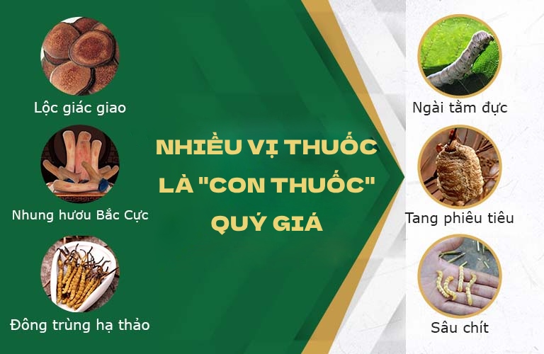 Thành phần "con thuốc" có trong bài thuốc sinh lý nam Thuốc Dân Tộc